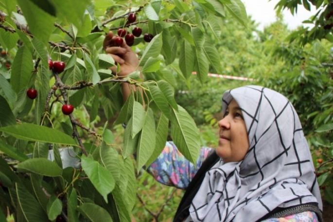 Amasya kirazı coğrafi işaretle tescillendi