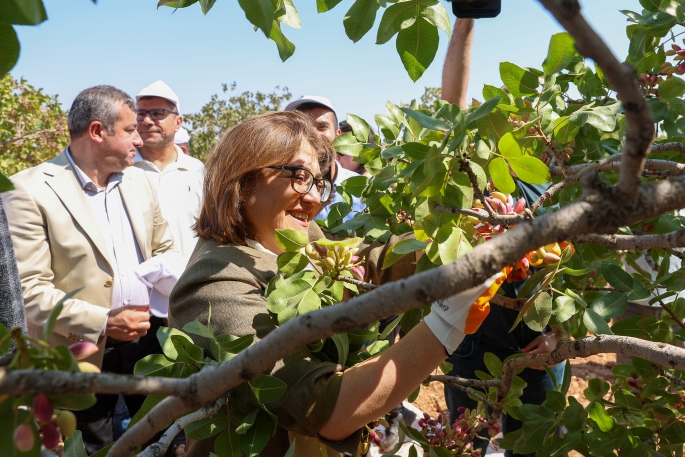 BARAK OVASINDA HER ŞEY FISTIK GİBİ OLACAK