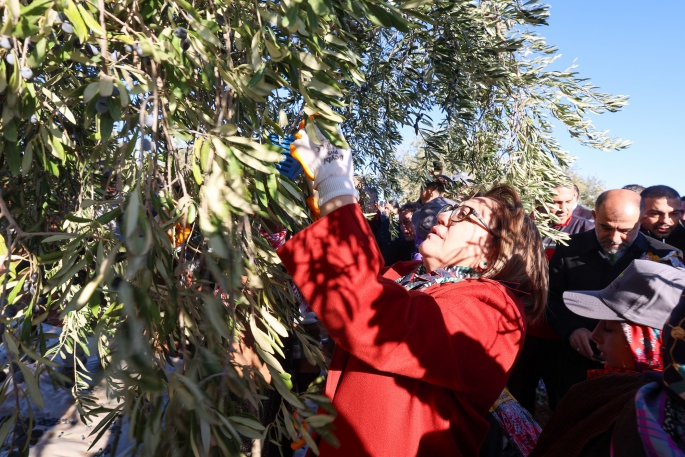 BAŞKAN ŞAHİN ZEYTİN HASADINDA