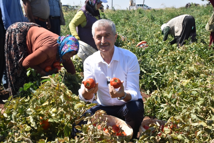 BAŞKAN TAHMAZOĞLU ÇİFTÇİLERLE TARLADA DOMATES, TOPLADI