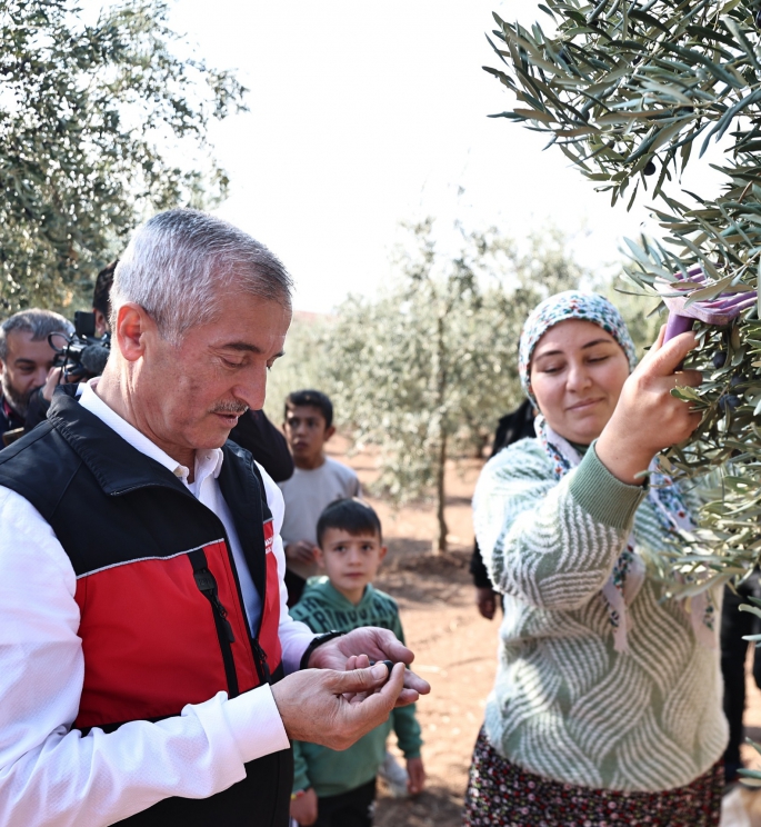 BAŞKAN TAHMAZOĞLU ZEYTİN HASADINA KATILDI