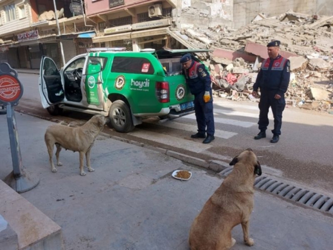 Deprem Bölgesindeki Hayvanlara Mama Desteği