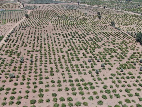 Deprem ve aşırı sıcaklar üzümdeki rekolteyi düşürdü