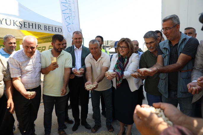 GAZİANTEP BÜYÜKŞEHİR BOZ KAVLAK FISTIĞIN ALIMINA BAŞLADI   