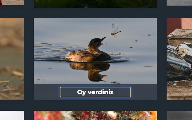 Gaziantep’in Sevimli Ördeği Yılın Fotoğrafına Aday