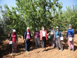 BAŞKAN FATMA ŞAHİN KİRAZ BAHÇELERİNİ ZİYARET ETTİ