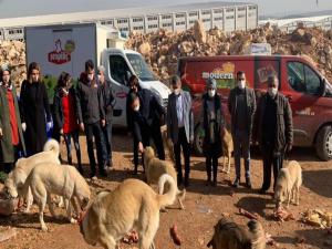 Milletvekili Taşdoğan sokak hayvanlarını unutmadı