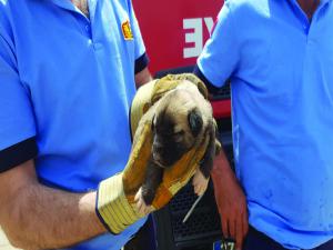 Yavru köpek için CAHİDE ve itfaiye el ele 