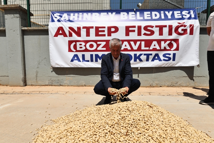 ŞAHİNBEY BELEDİYESİ FISTIK ALIMINA BAŞLADI