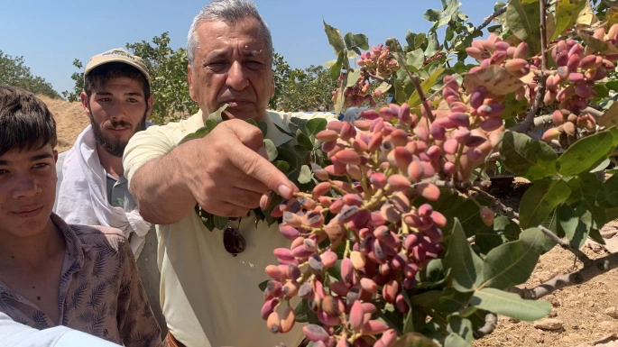 Suriye’den fıstık ithal edeceğinize Barak Ovası’na su getirin